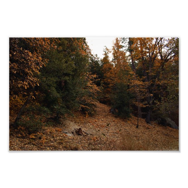 Foto Idyllwil- Pine Cove (Frente)
