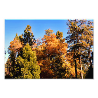 Foto Idyllwil- Pine Cove