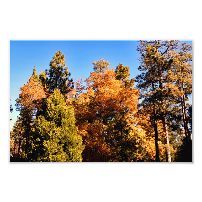 Foto Idyllwil- Pine Cove (Frente)