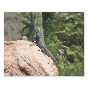 Foto iguana Espinhoso-atada
