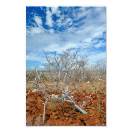 Foto Ilha de Seymour do Norte