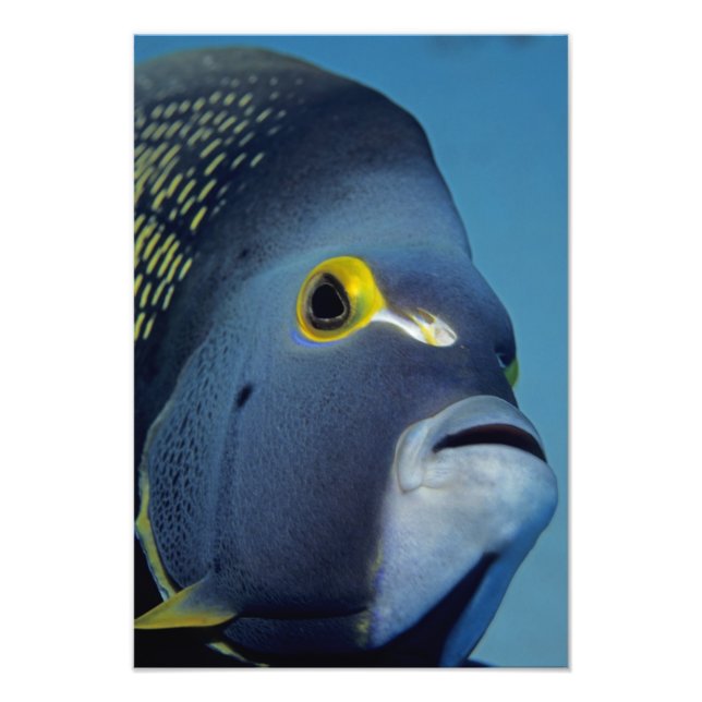 Foto Ilhas Cayman, Peixe-anjo-francês Pomacanthus (Frente)