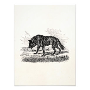 Foto Ilustração americana dos lobos dos 1800s do lobo