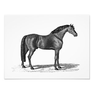 Foto Ilustração árabe do cavalo dos 1800s do vintage