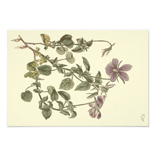 Foto Ilustração Botânica de Violeta-de-chifre