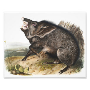 Foto Ilustração Collared Peccary Dycoteles torquatus