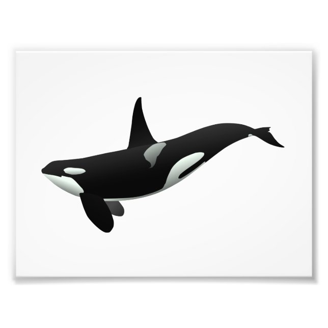 Foto Ilustração da baleia Orca - Escolher cor de fundo (Frente)