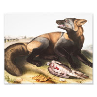 Ilustração da Cruz Fox Americana (Canis vulpes)