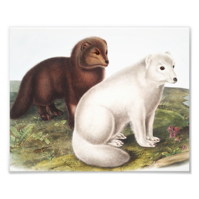 Foto Ilustração da Raposa Árctica (Vulpes lagopus) (Frente)