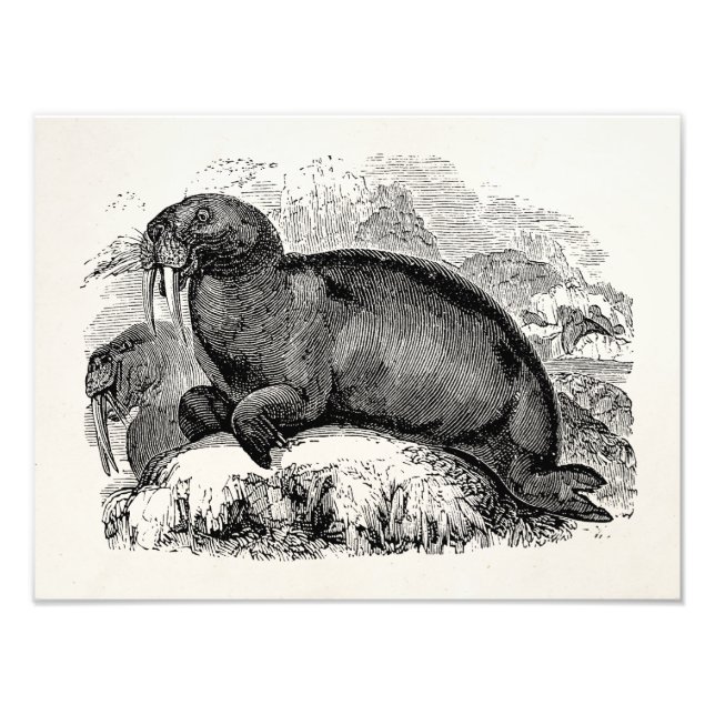 Foto Ilustração da Valsa Vintage Walrus 1800s (Frente)