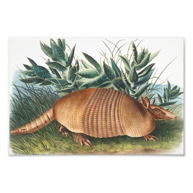 Foto Ilustração de Armadillo (Dasypus Peba) com nove fa (Frente)