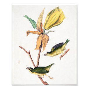 Foto Ilustração de Aves de Caça-Voo do Kentucky