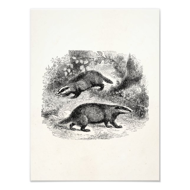 Foto Ilustração de Badger Vintage 1800s (Frente)