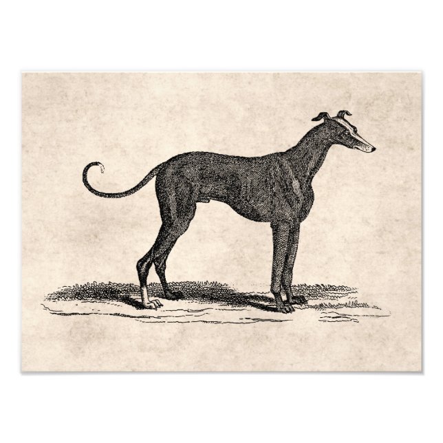 Foto Ilustração de Cães de Greyhound dos anos 1800 - Cã (Frente)