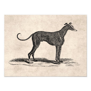 Foto Ilustração de Cão de Greyhound Vintage 1800 - C