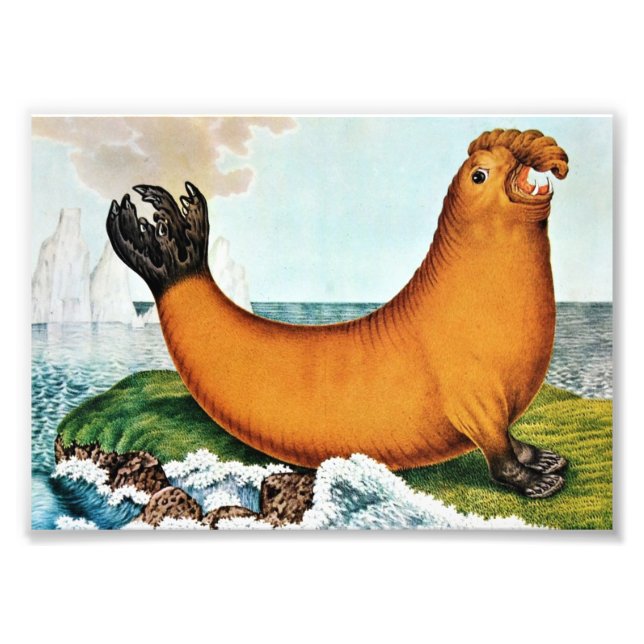 Foto Ilustração de Elefante Marítimo (Zotl) (Frente)