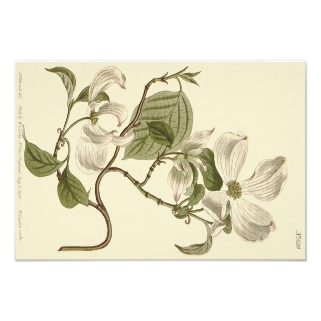 Foto Ilustração de Flores de Corniso Branco (Frente)