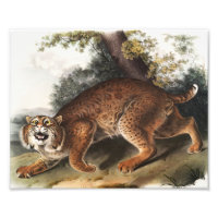 Ilustração de gato selvagem americano (Lynx rufus)