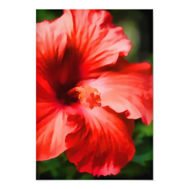 Foto Ilustração de Hibisco Vermelho Vibrante (Frente)