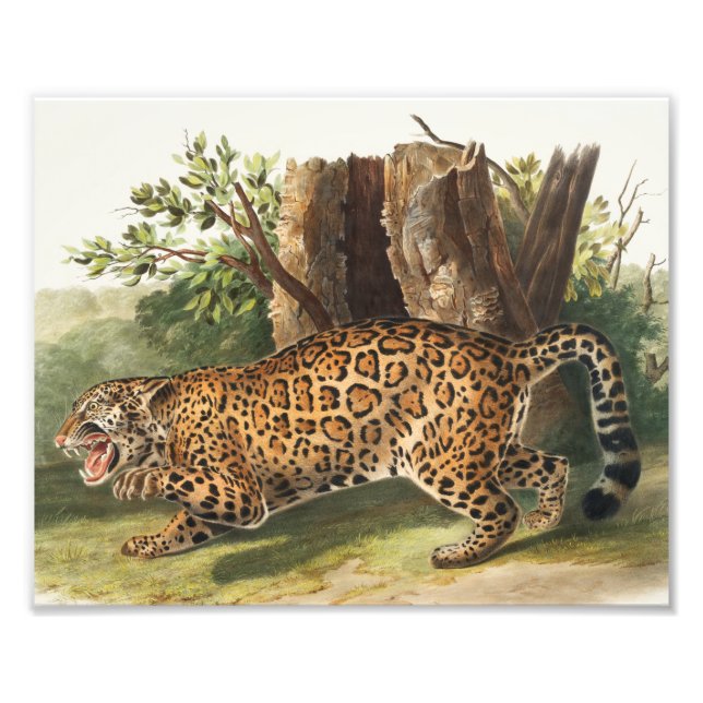Foto Ilustração de Jaguar (Felis onca) (Frente)