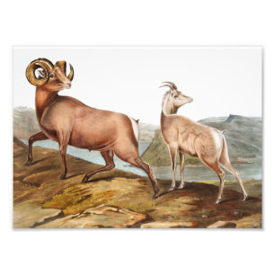 Foto Ilustração de Ovis montana (Rocky Mountain Sheep)