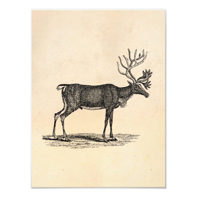 Foto Ilustração de Reindeer Vintage - Natal de 1800 (Frente)
