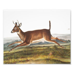 Foto Ilustração de Veado Longo (Cervus leucurus)