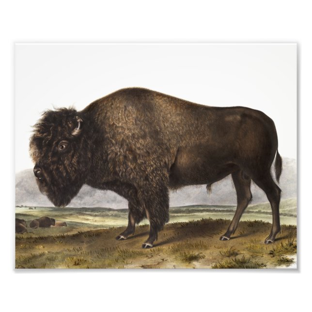 Foto Ilustração do American Bison (Bos Americanus) (Frente)