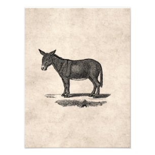 Foto Ilustração do asno do vintage - asnos 1800's