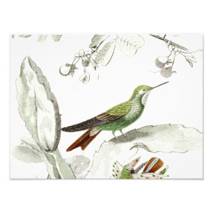 Foto Ilustração do colibri do vintage - pássaros 180
