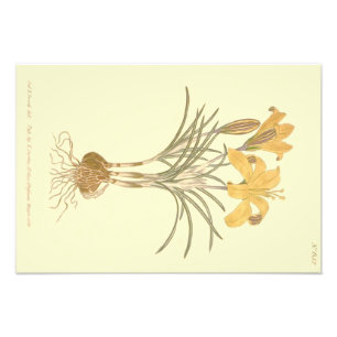 Foto Ilustração do Crocus de Tecido de Ouro