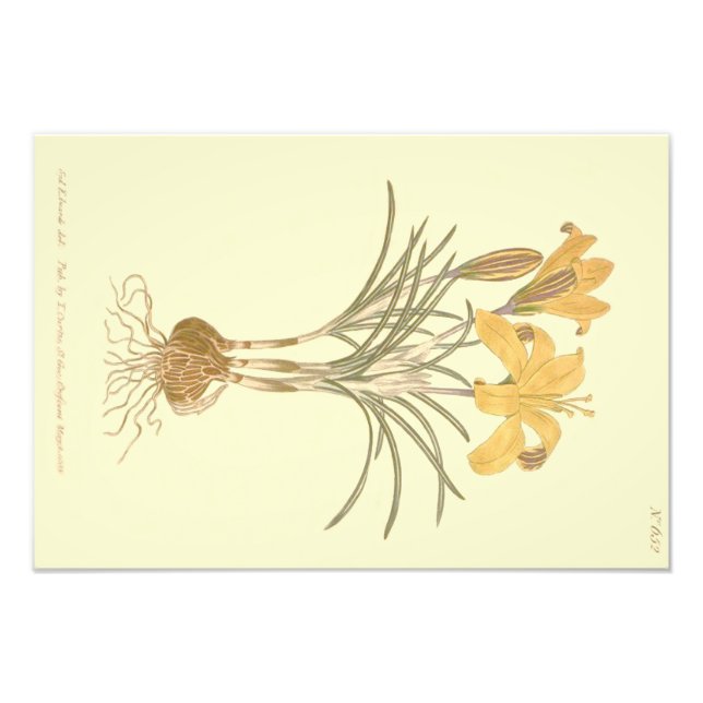 Foto Ilustração do Crocus de Tecido de Ouro (Frente)