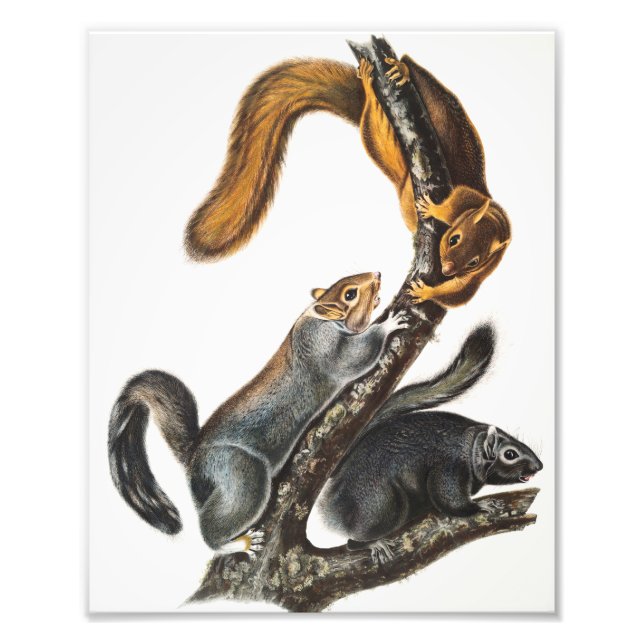 Foto Ilustração do Esquilo Gato (Sciurus cinereus) (Frente)