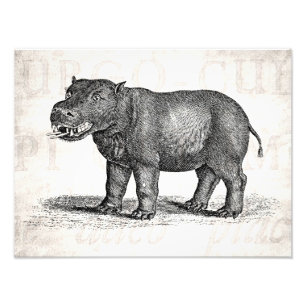 Foto Ilustração do Hippopotamus dos 1800s do vintage 