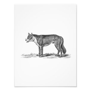 Foto Ilustração do lobo do vintage - modelo dos lobos