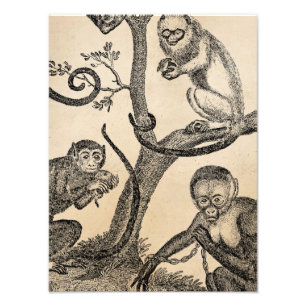 Foto Ilustração do macaco do vintage - macacos 1800's