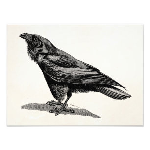 Foto Ilustração do pássaro do melro de corvo do corv