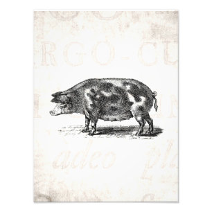 Foto Ilustração do porco do vintage no porco de papel