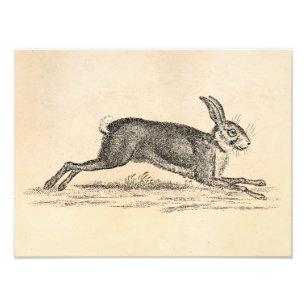 Foto Ilustração dos 1800s do coelho de coelho da lebr