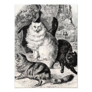 Foto Ilustração dos gatos persas dos 1800s do gato do