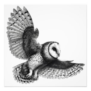 Foto Ilustração Elegante Black White Barn Owl