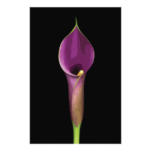 Foto Ilustração Elegante de Copo-de-Leite Roxo