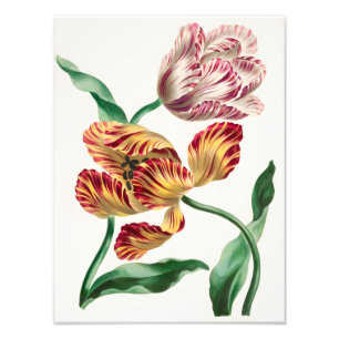Foto Ilustração Floral de Tulipa Elegante