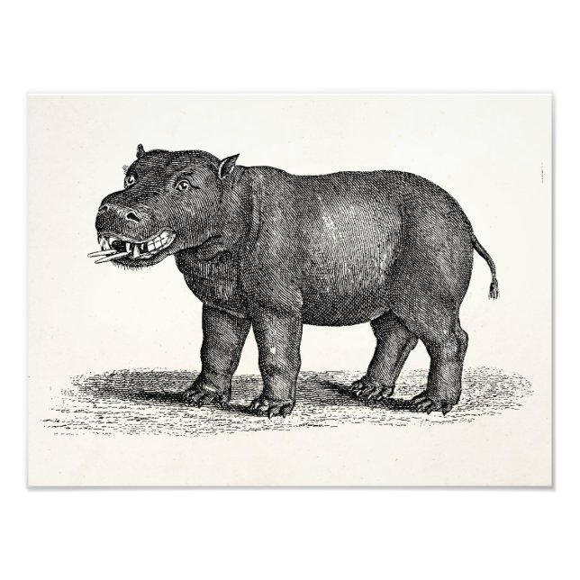 Foto Ilustração Hippopotamus Vintage 1800s - Hippos (Frente)