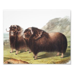 Foto Ilustração Musk Ox (Ovibos moschatus)