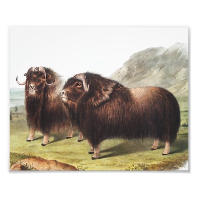 Foto Ilustração Musk Ox (Ovibos moschatus) (Frente)