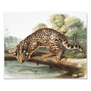 Foto Ilustração Ocelot, Gato-Leopardo (Felis pardalis)