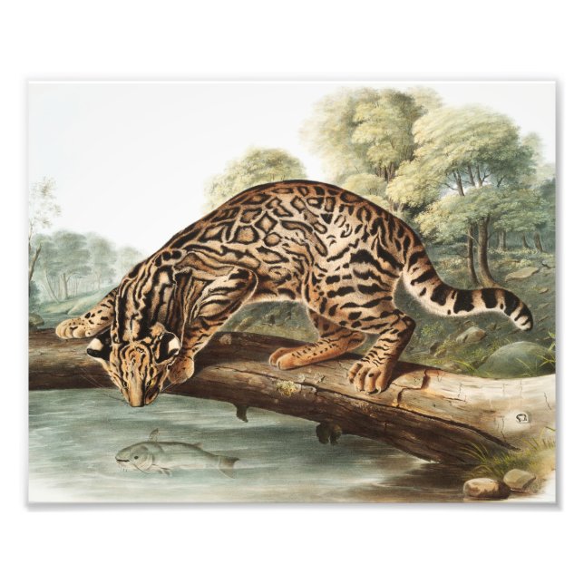 Foto Ilustração Ocelot, Gato-Leopardo (Felis pardalis) (Frente)