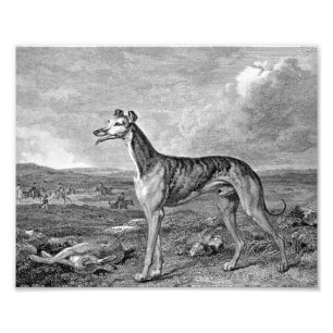 Foto Ilustração Preta e Branca de Greyhound
