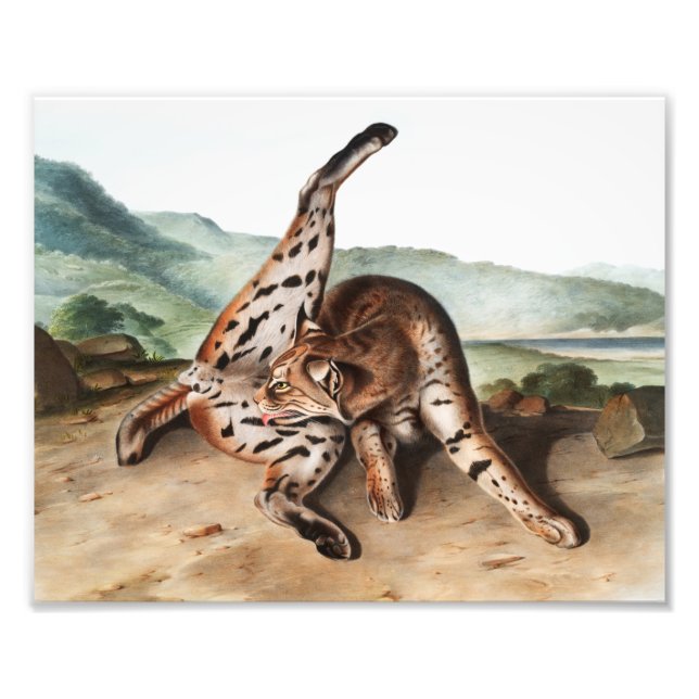 Foto Ilustração Texan Lynx (Lynx rufus var maculatus) (Frente)